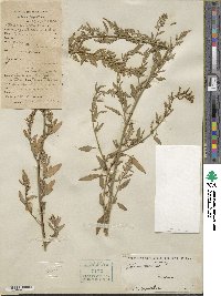 Atriplex tartarica image