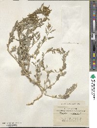 Atriplex tartarica image