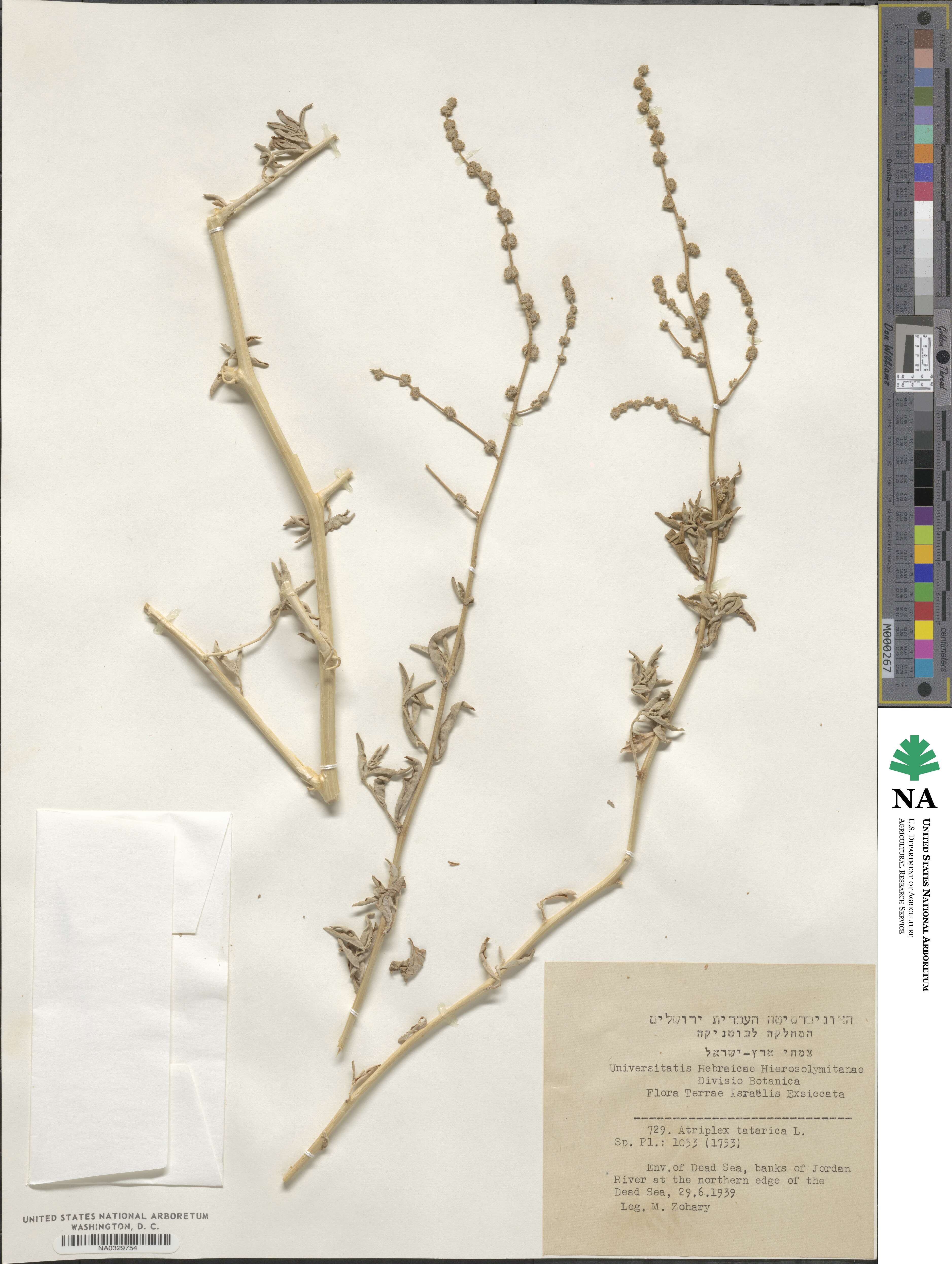 Atriplex tartarica image