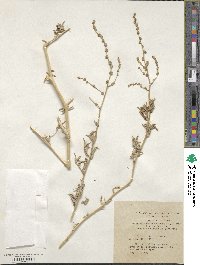 Atriplex tartarica image