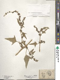 Image of Atriplex calotheca