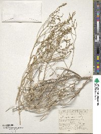 Atriplex cana image