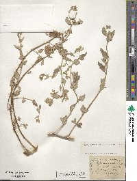 Atriplex crassifolia image