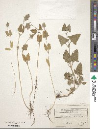 Atriplex prostrata subsp. prostrata image