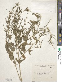 Atriplex prostrata subsp. prostrata image