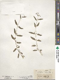 Atriplex prostrata subsp. prostrata image