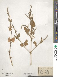 Atriplex prostrata subsp. prostrata image