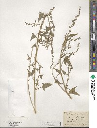 Atriplex prostrata subsp. prostrata image