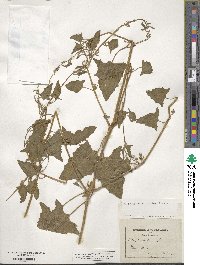 Atriplex prostrata subsp. prostrata image