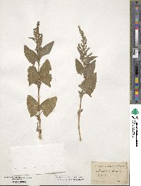 Atriplex hortensis image