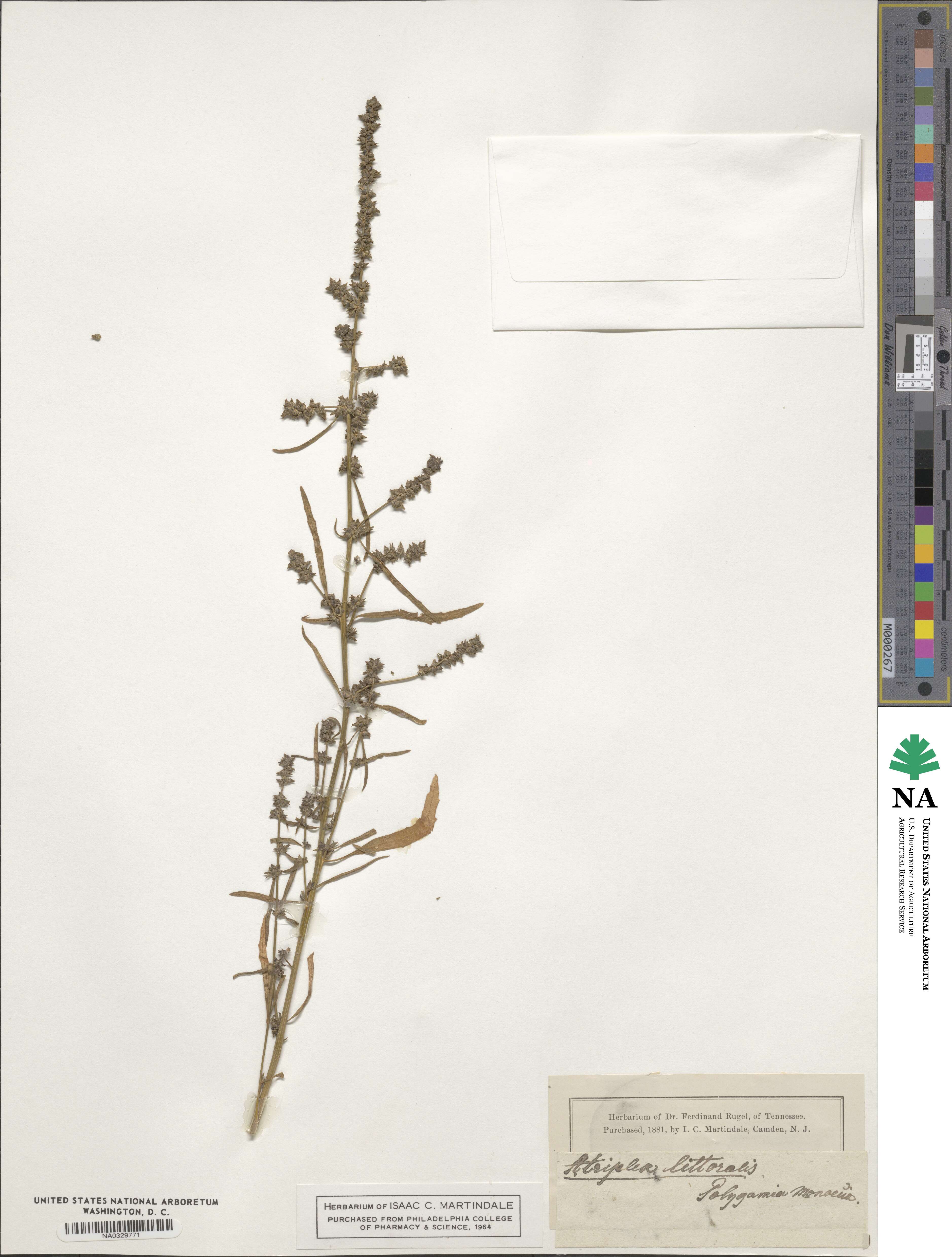 Atriplex littoralis image