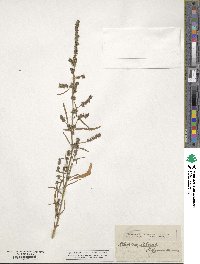 Atriplex littoralis image