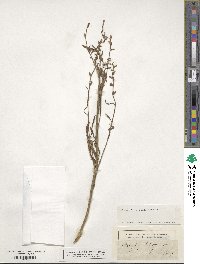 Atriplex littoralis image