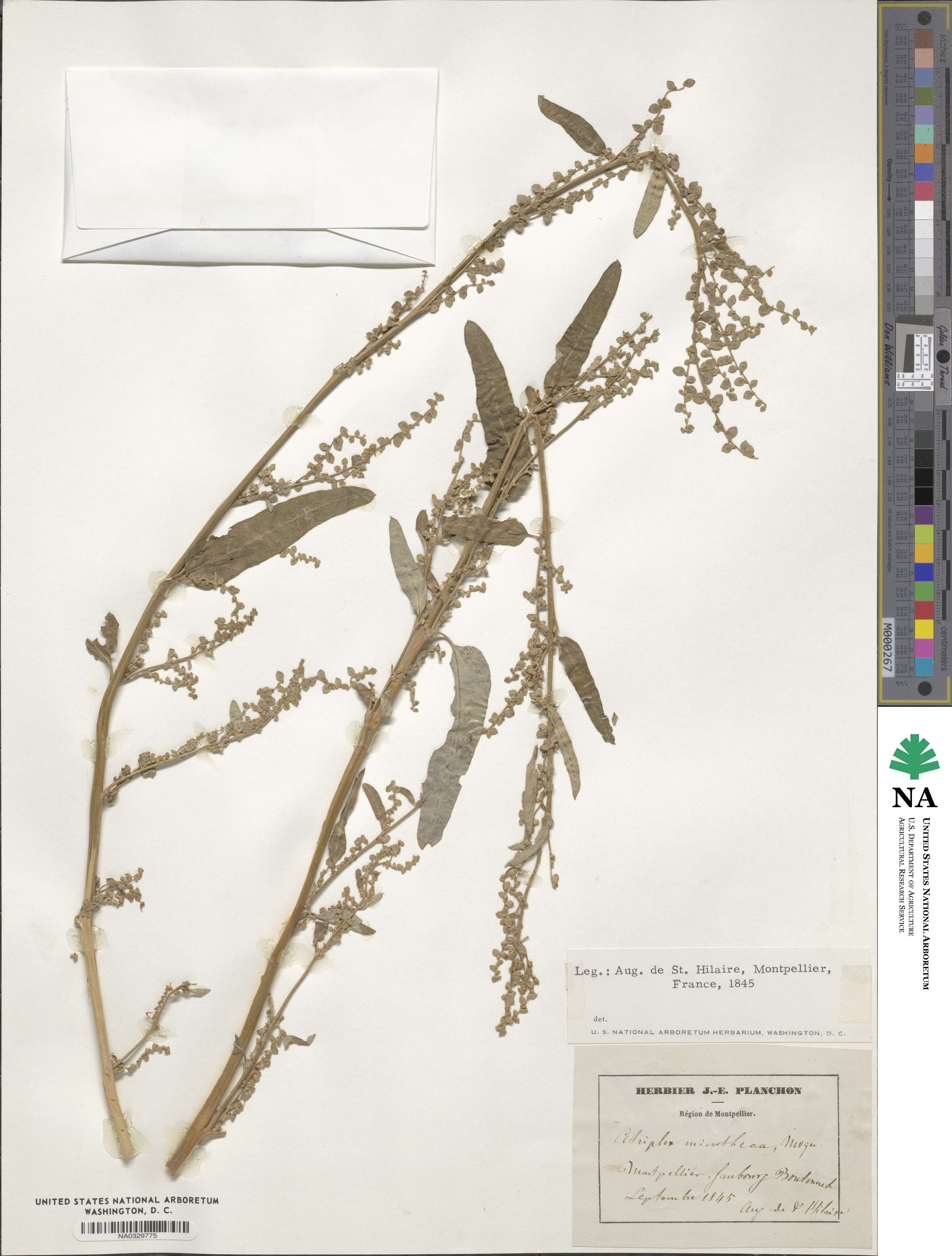 Atriplex microtheca image