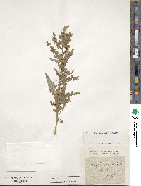 Atriplex sagittata image