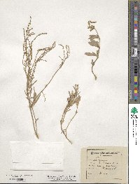 Atriplex portulacoides image