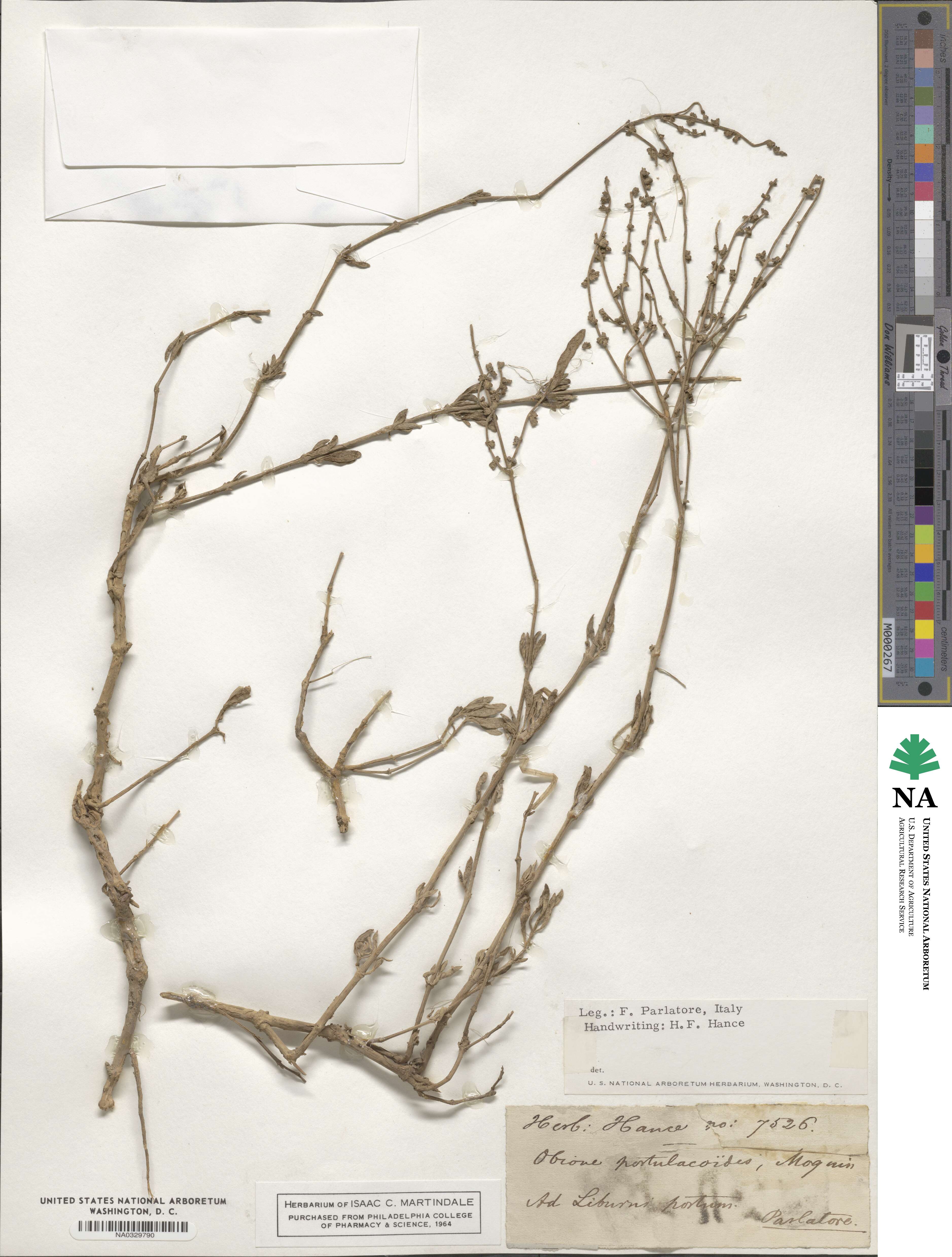 Atriplex portulacoides image