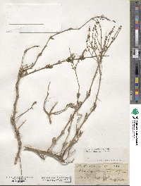 Atriplex portulacoides image