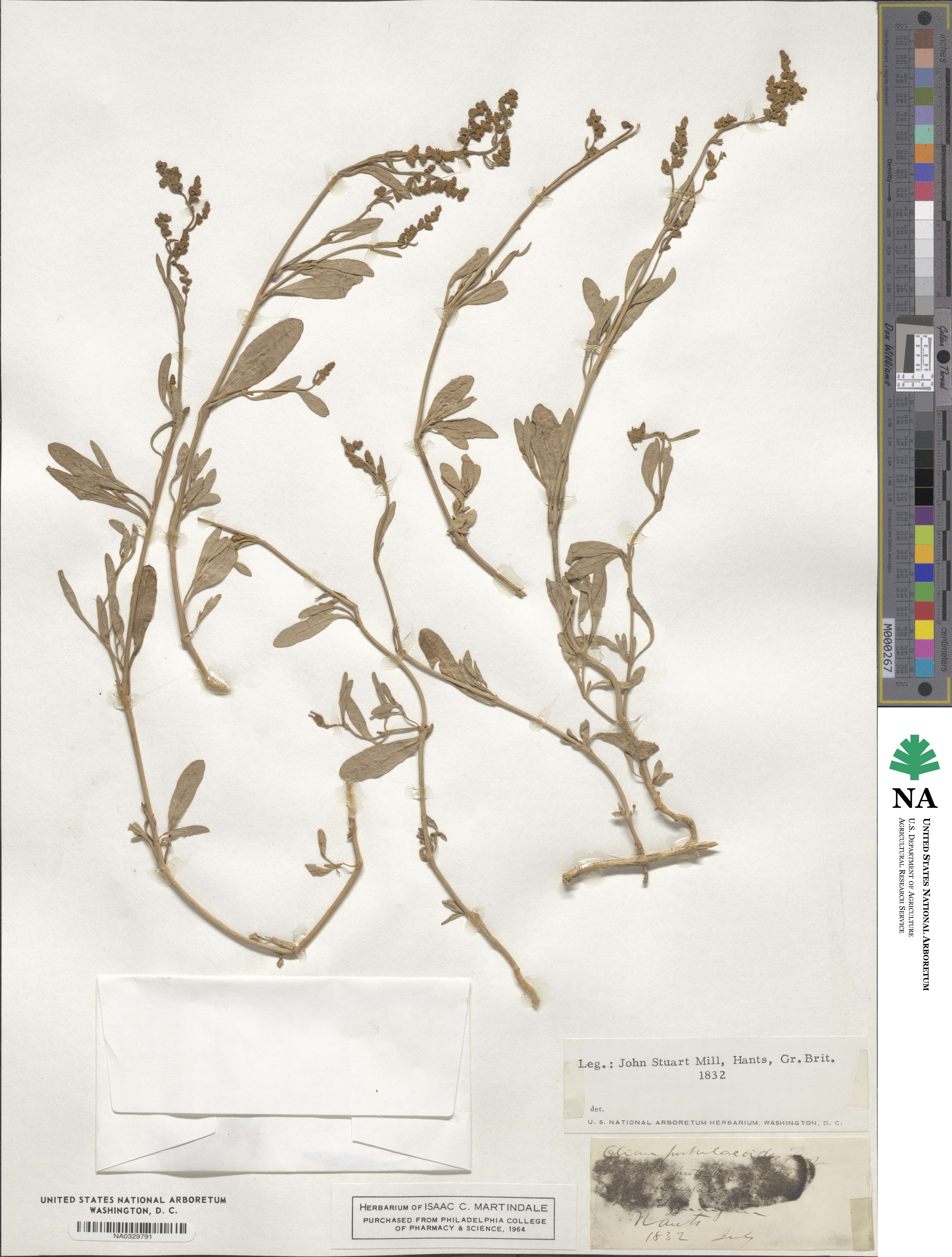 Atriplex portulacoides image