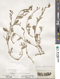 Atriplex portulacoides image