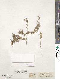 Atriplex rosea image