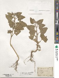 Atriplex rosea image