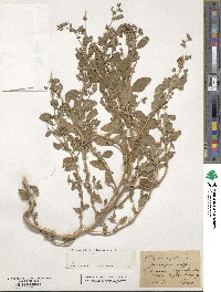 Atriplex rosea image