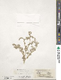 Atriplex rosea image