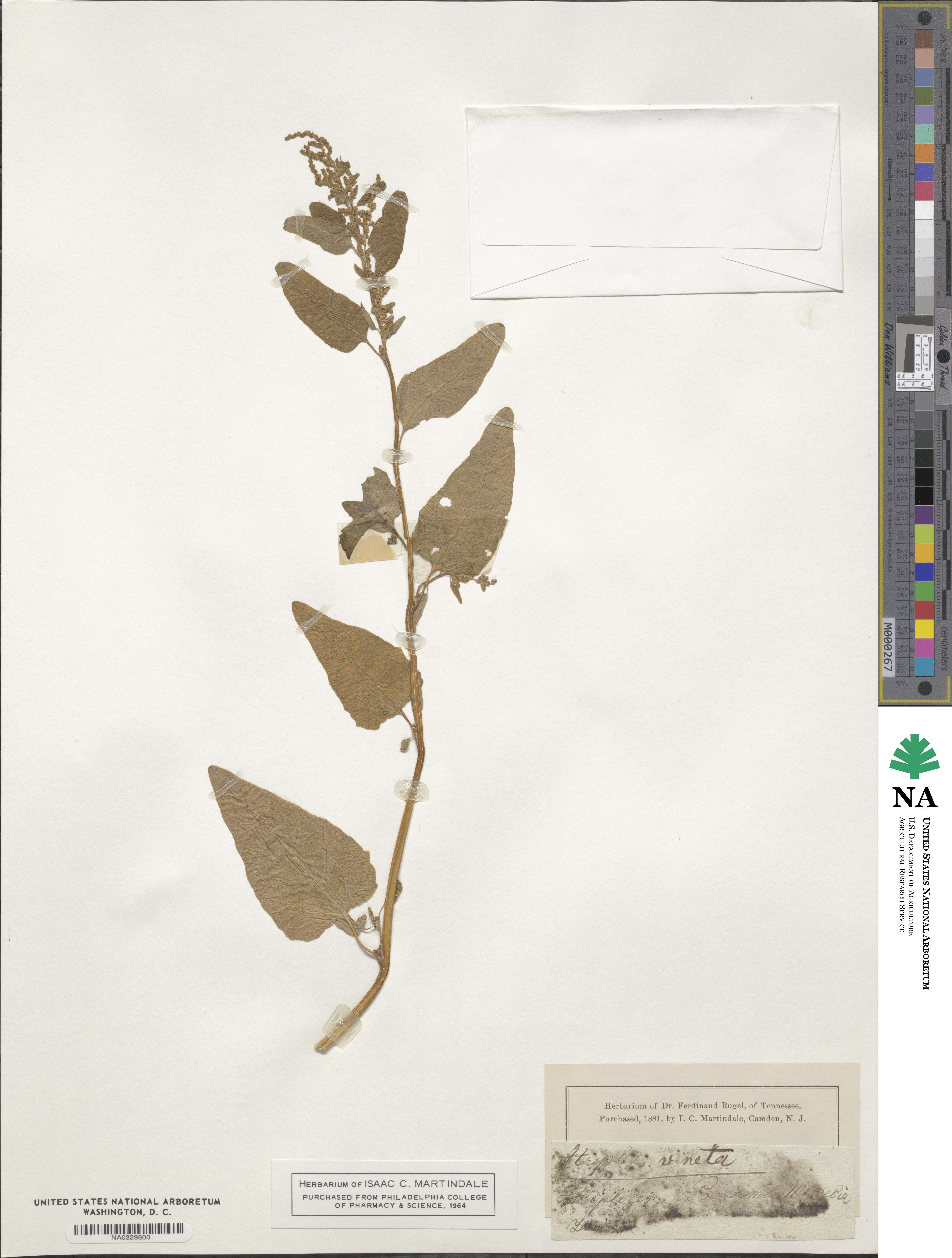 Atriplex veneta image