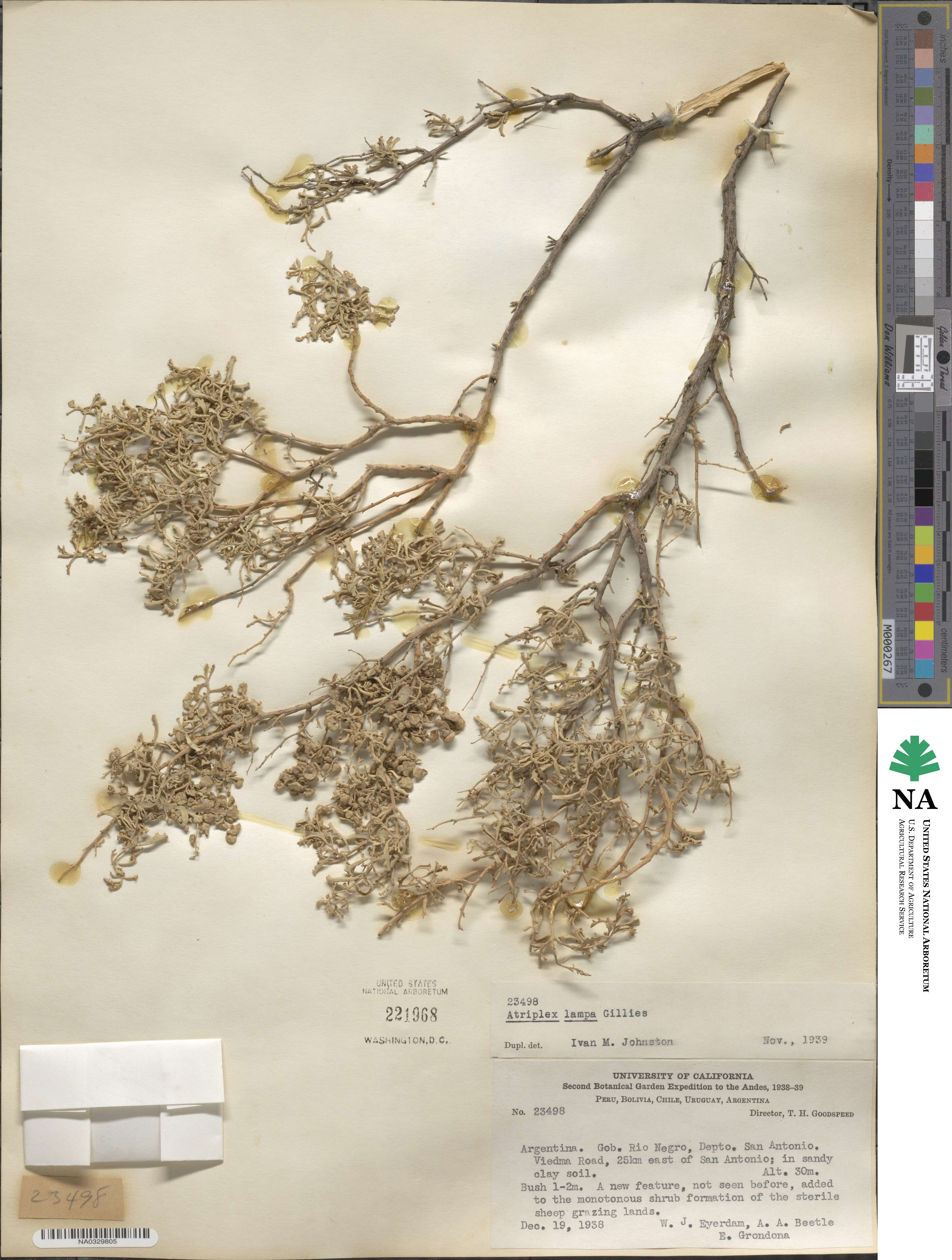 Atriplex lampa image
