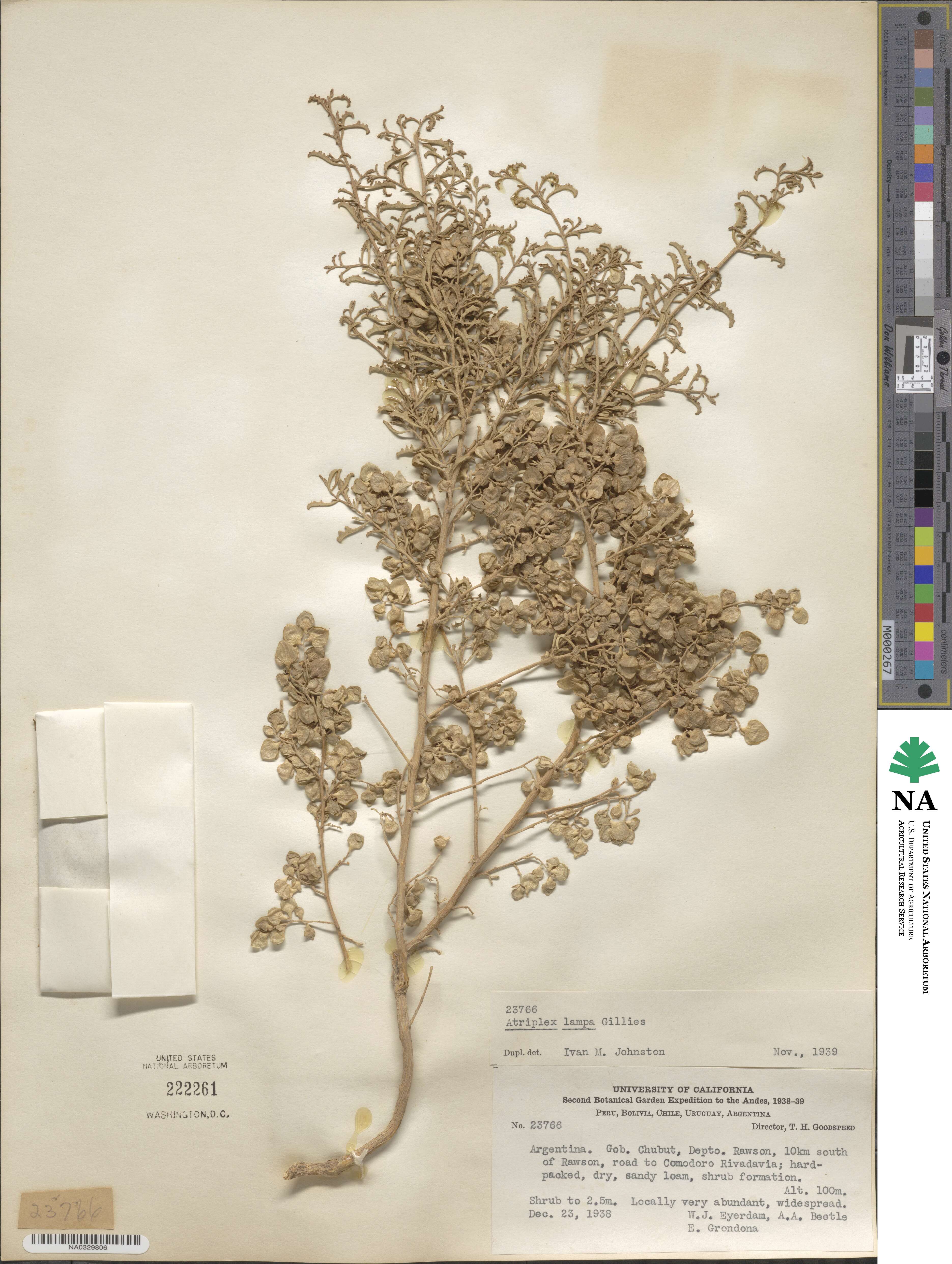 Atriplex lampa image