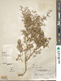 Atriplex lampa image