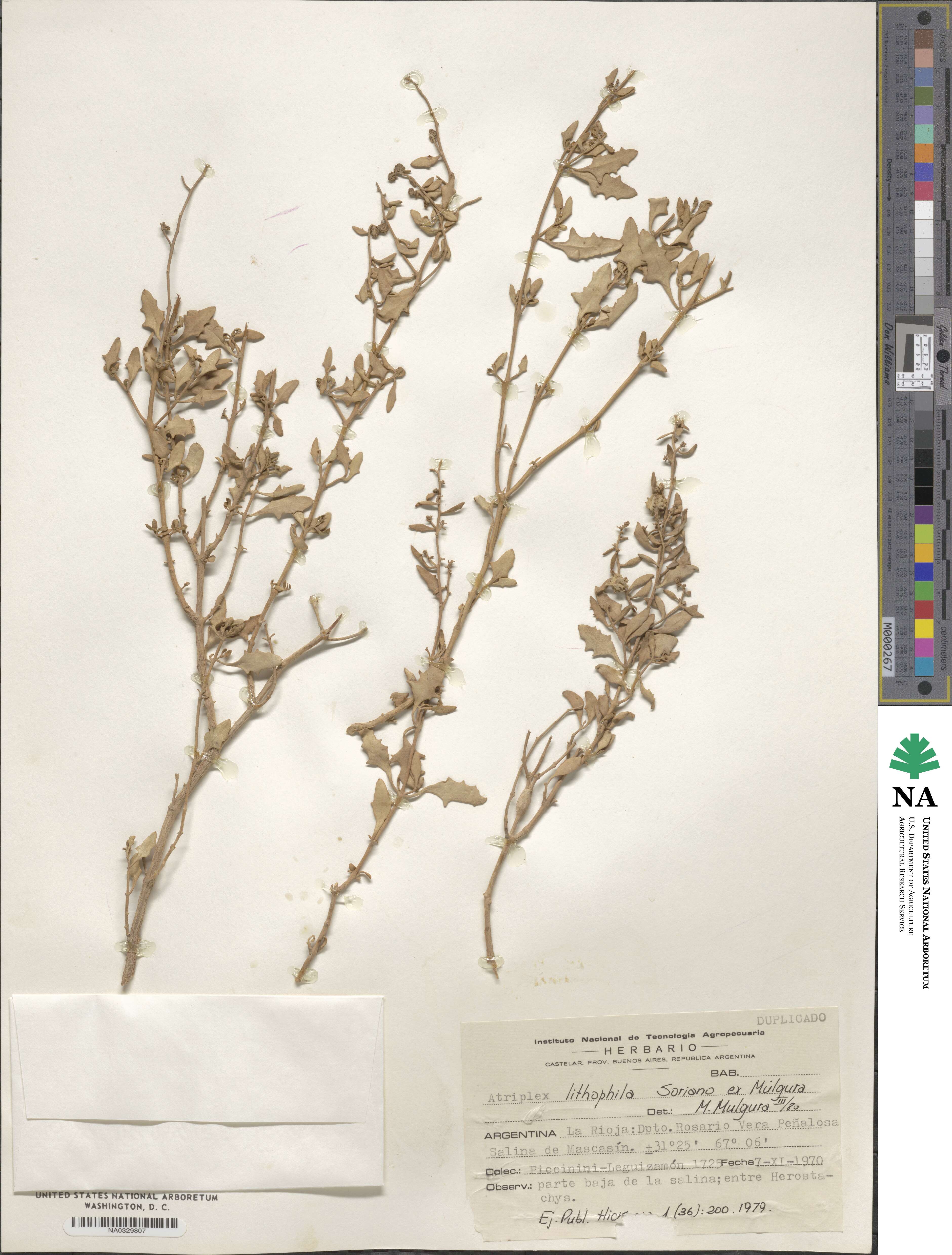 Atriplex lithophila image