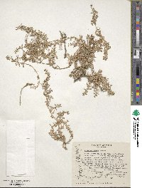 Atriplex vulgatissima image