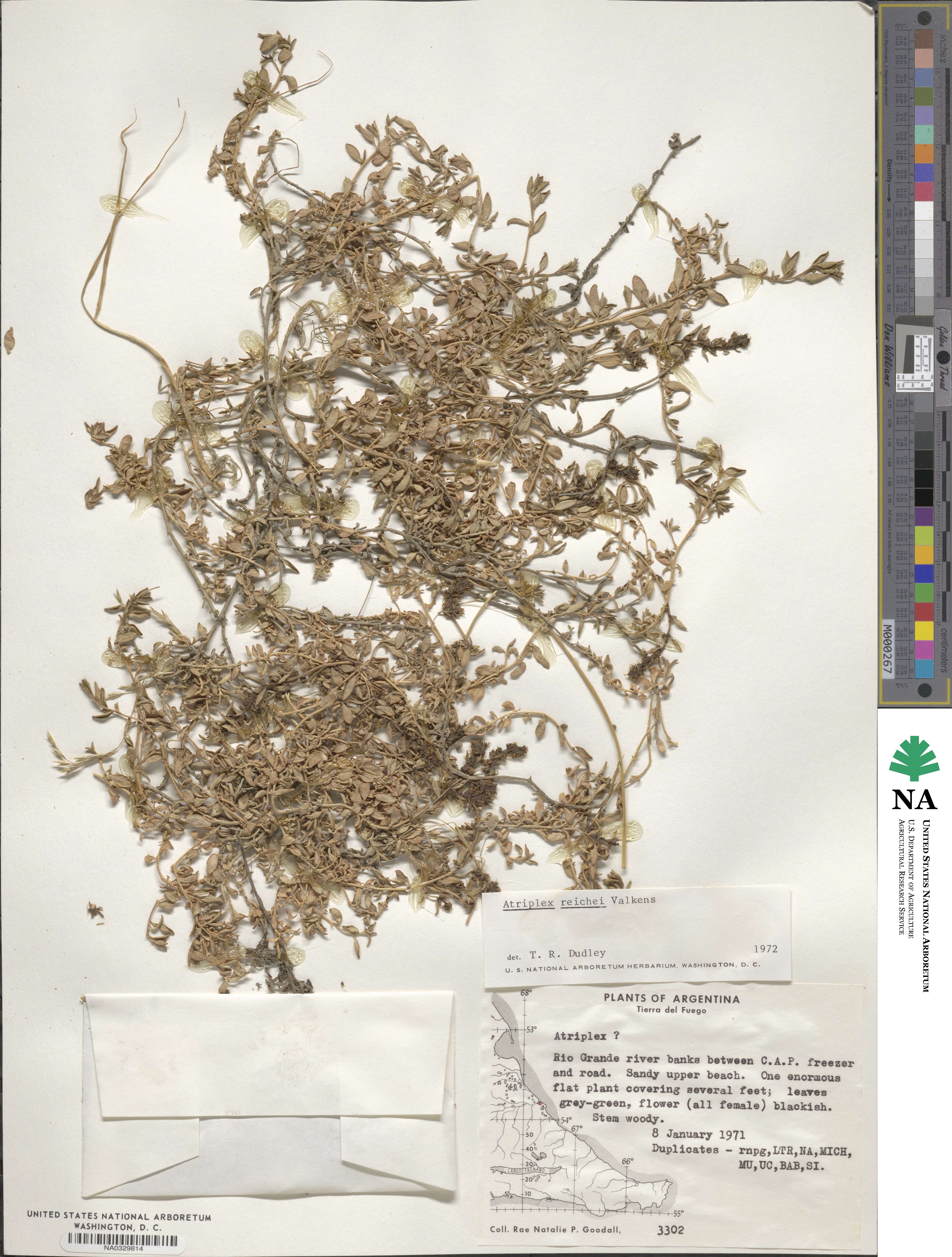 Atriplex vulgatissima image