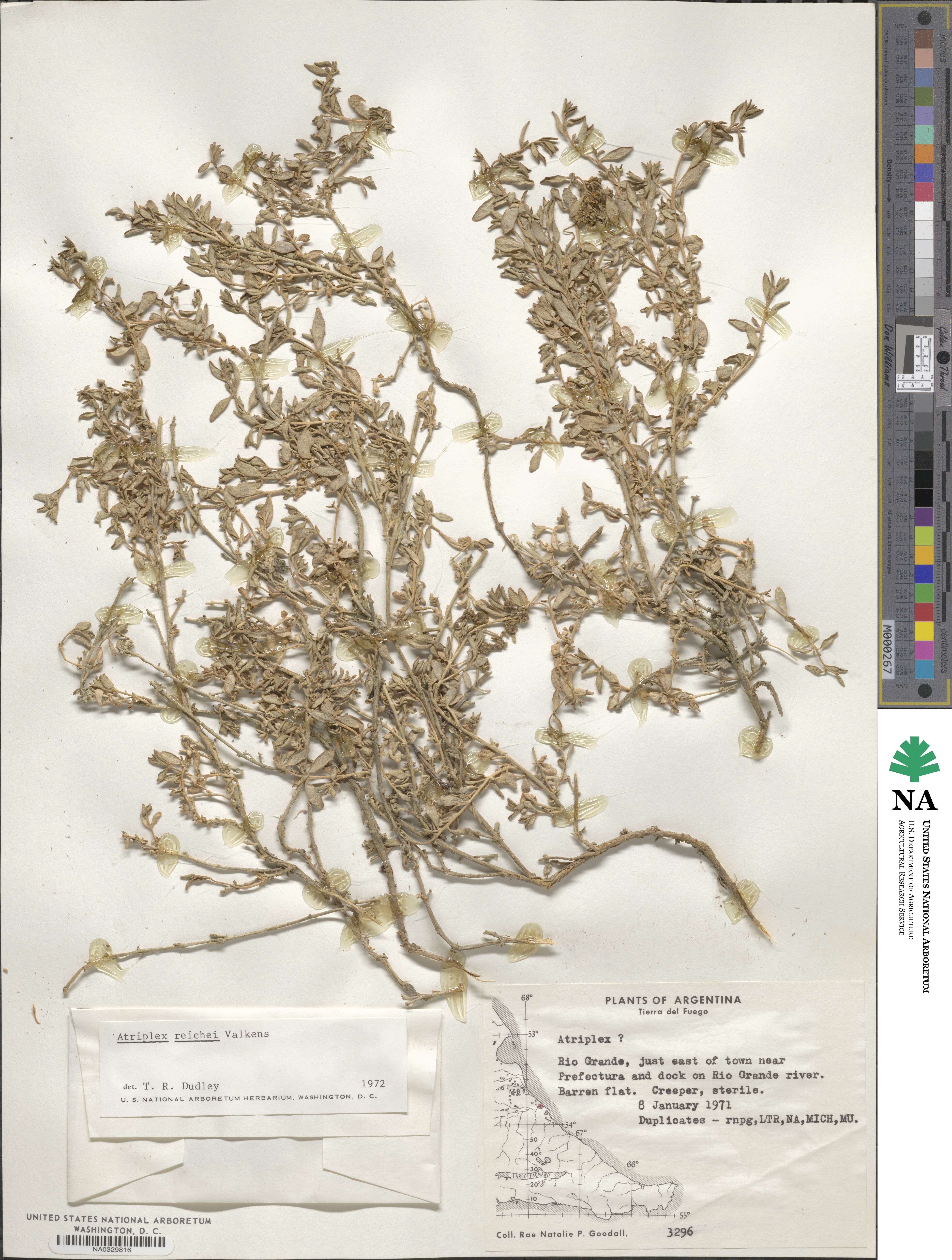 Atriplex vulgatissima image