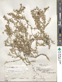 Atriplex vulgatissima image