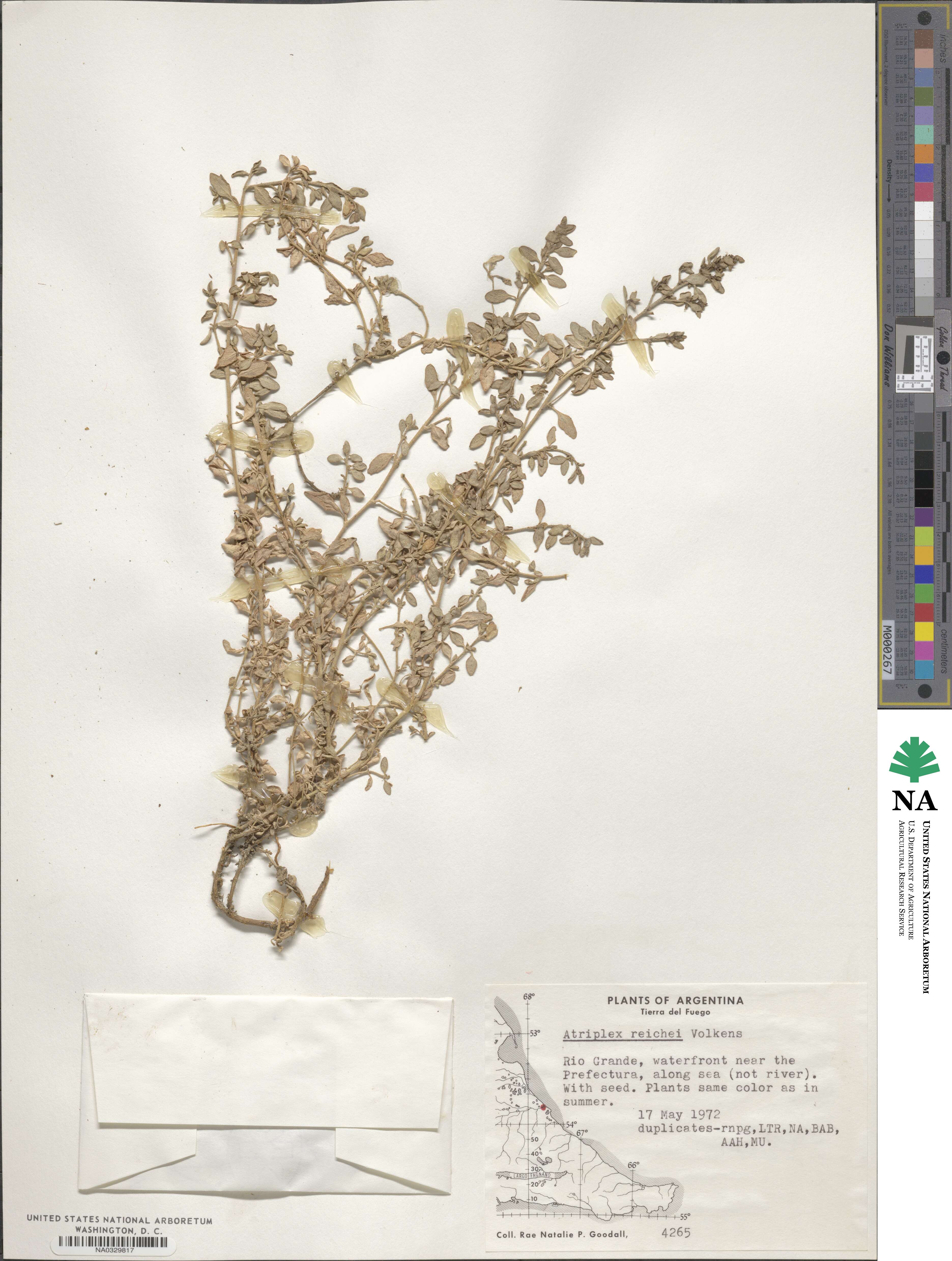 Atriplex vulgatissima image