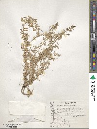 Atriplex vulgatissima image