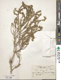 Atriplex sagittifolia image