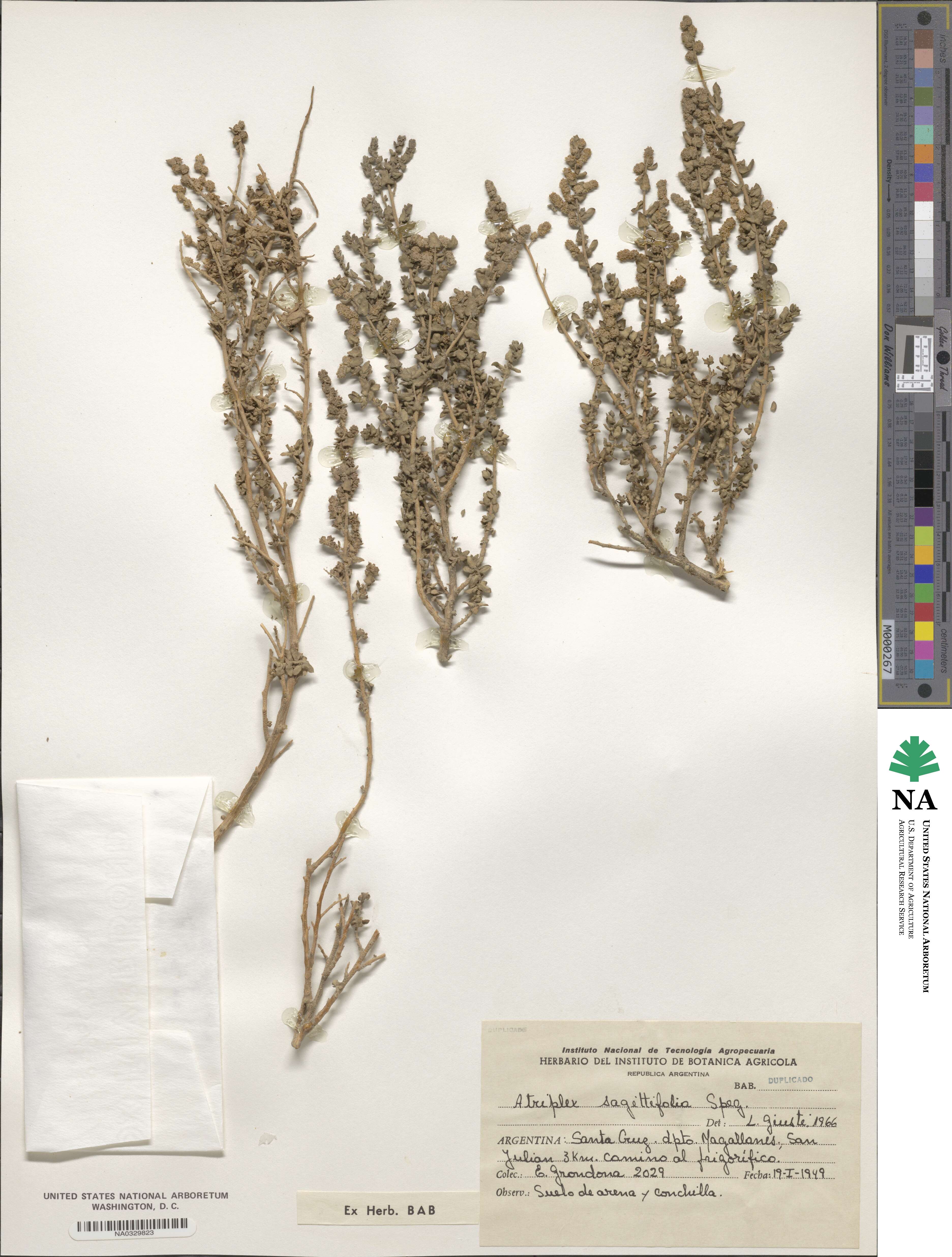 Atriplex sagittifolia image