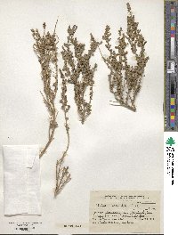 Atriplex sagittifolia image