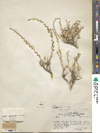 Atriplex sagittifolia image