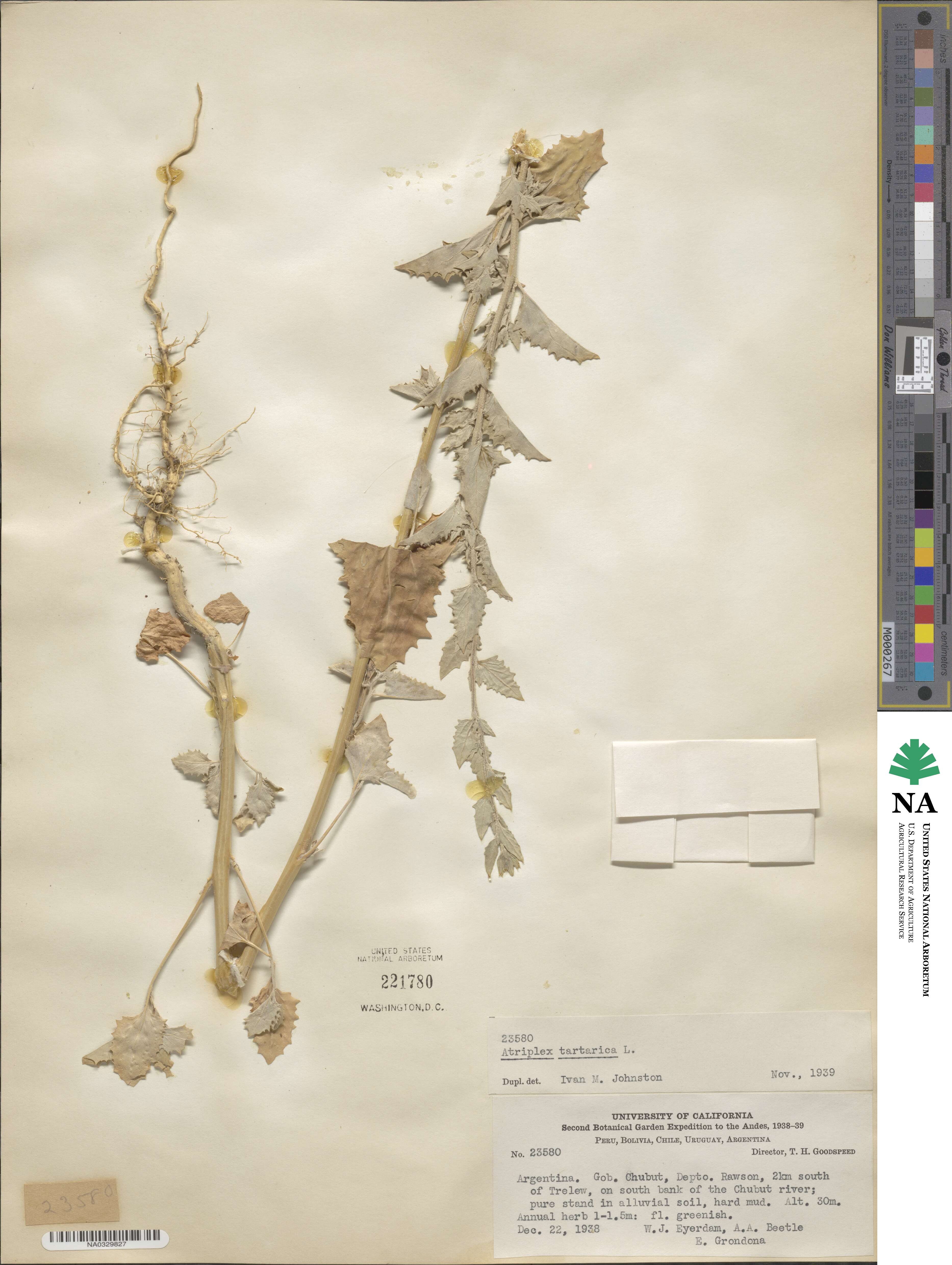 Atriplex tartarica image