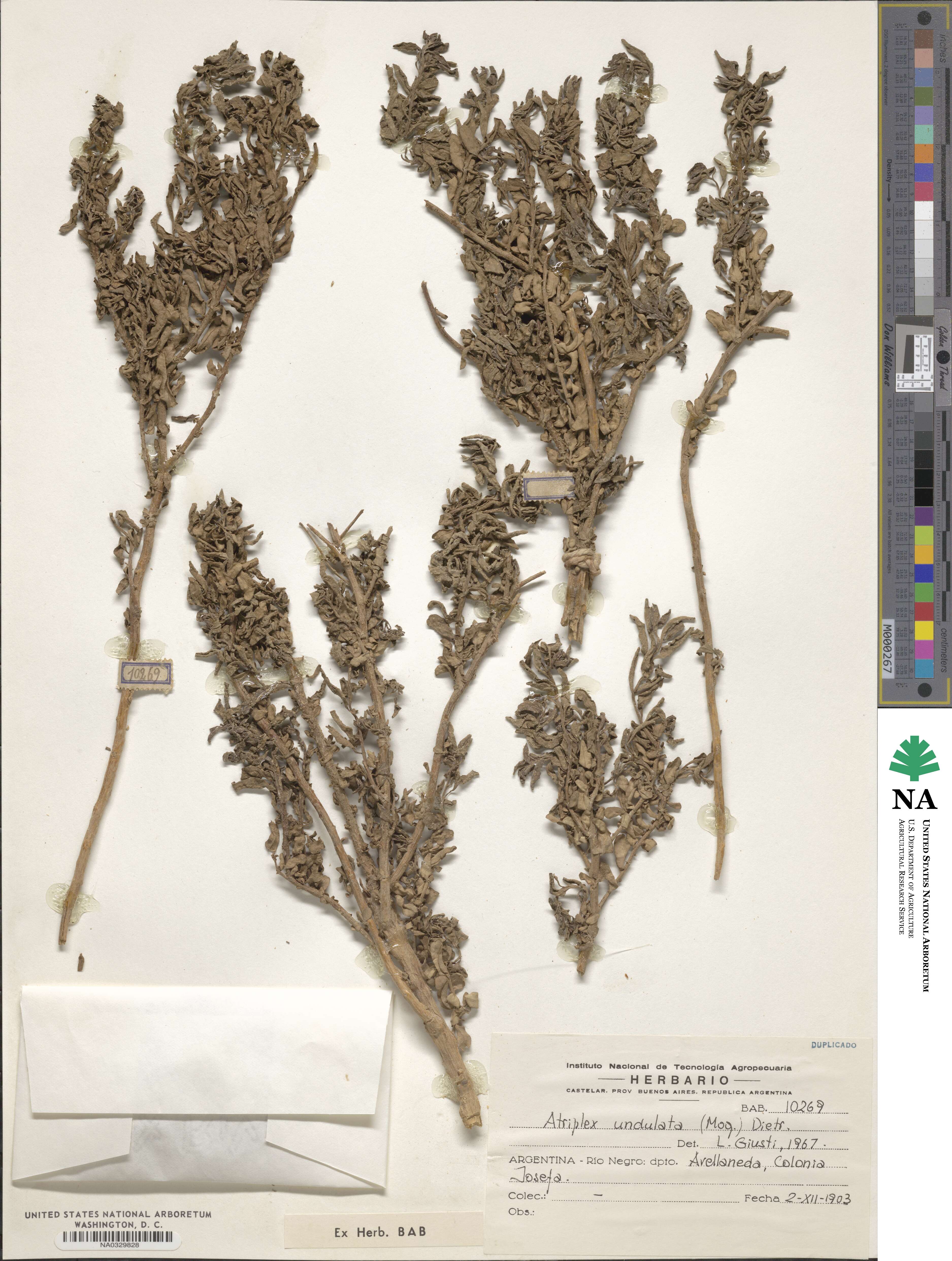 Atriplex undulata image