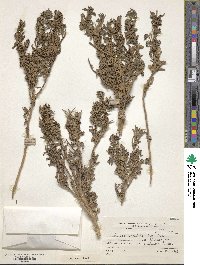 Atriplex undulata image