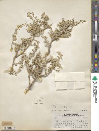 Atriplex undulata image