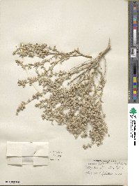 Atriplex acanthocarpa subsp. stewartii image