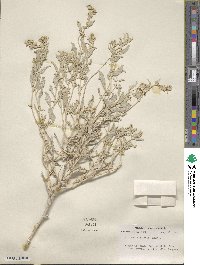 Atriplex acanthocarpa subsp. stewartii image