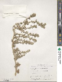 Atriplex littoralis image